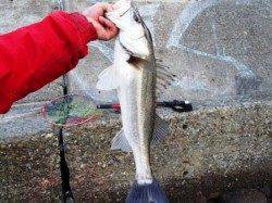 大型連発♪泉大津RT!夕方