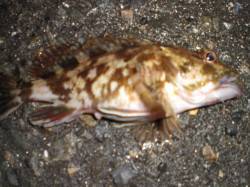 朝の兵庫突堤ＲＴ！