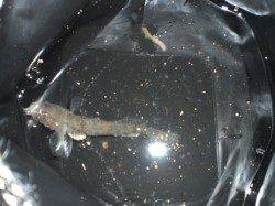 兵突いいですね！ゴールデンタイム