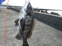 【チヌ釣れてる】西宮ケーソンＲＴ（26日）