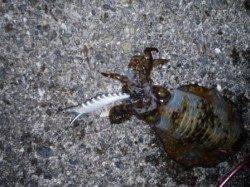 キロアップGET！串本エギング。