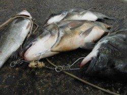 【エビ撒き爆釣!年無しも!!】南芦屋浜