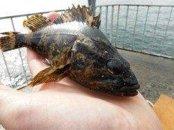 【ガシラ発見！？魚居ますよ～♪】南芦屋浜