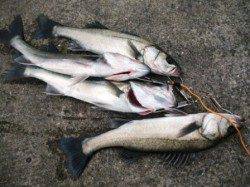 倉庫前　ズボ釣りでハネ合計6本♪