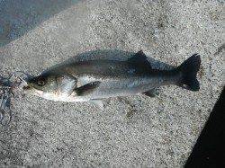 チヌ・ハネ釣れてる♪西宮ケーソンＲＴ