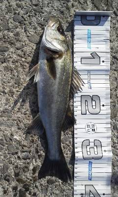 【いい感じ】芦屋のエビ撒き速報