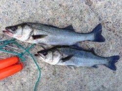 【オキアミでもチヌ！エビでも！】南芦屋浜