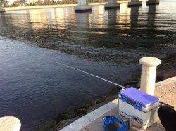 【夕方もエビでハネ釣れてます！】南芦屋浜