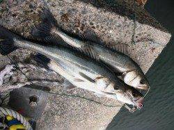 順調です♪　エビ撒き好調な大津川尻水銀灯！