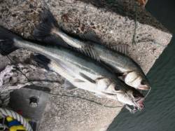 順調です♪　エビ撒き好調な大津川尻水銀灯！…