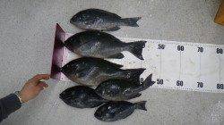 日置でグレ42.5ｃｍ42.8ｃｍの釣果