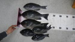 日置でグレ42.5ｃｍ42.8ｃｍの釣果
