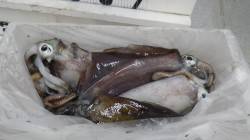 すさみ堤防 ヤエンでアオリイカ〜1.3kg…