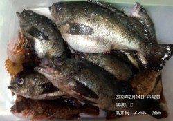 浜坂で根魚大漁です！