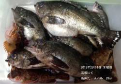 浜坂で根魚大漁です！