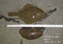 香住エリアで投げ釣り、石カレイ33cmの釣…