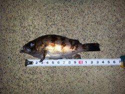 東二見でメバリングの釣果