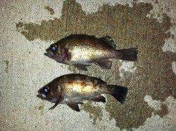 東二見でメバリングの釣果