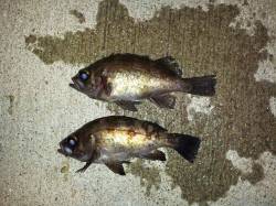 東二見でメバリングの釣果