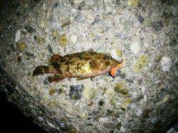 アッパーカットでメバリング！東二見人工島