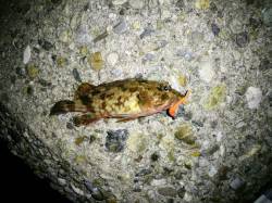 アッパーカットでメバリング！東二見人工島