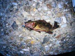 アッパーカットでメバリング！東二見人工島