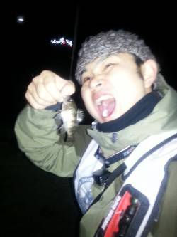 加太漁港でメバリング、メバルとガシラの釣果…