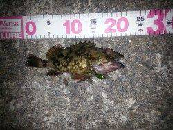 加太漁港でメバリング、メバルとガシラの釣果