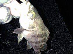 淡路島でのメバリング大会釣果