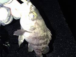 淡路島でのメバリング大会釣果