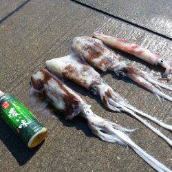 見草漁港 エギングでアオリイカ＆ヤリイカ☆