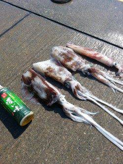 見草漁港 エギングでアオリイカ＆ヤリイカ☆