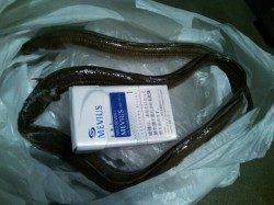 小島 ちょい投げで40cmオーバーの極太アナゴ！