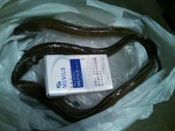 小島 ちょい投げで40cmオーバーの極太ア…