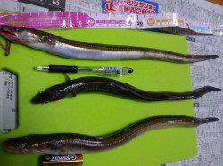 小島 ちょい投げで40cmオーバーの極太アナゴ！