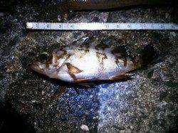 加太漁港 ちょい投げでメバル＆ハゼ