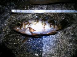 加太漁港 ちょい投げでメバル＆ハゼ