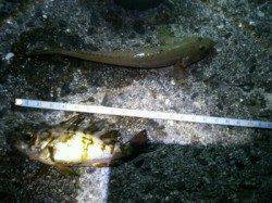 加太漁港 ちょい投げでメバル＆ハゼ