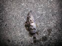 尾崎でメバリング、短時間釣行♪