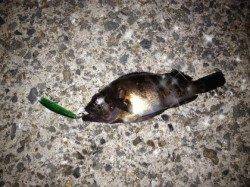 垂水漁港 メバルングでメバル3匹ヒット!