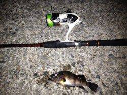 垂水漁港 メバルングでメバル3匹ヒット!