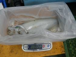 すさみ地磯でのナイトエギング釣果★