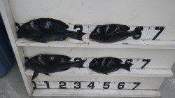 志原磯 フカセでグレ25～36ｃｍ４枚