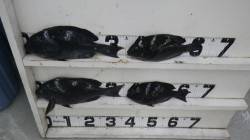 志原磯 フカセでグレ25～36ｃｍ４枚