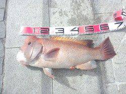 翼港でぶっ込み釣りでカンダイの釣果☆