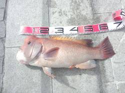 翼港でぶっ込み釣りでカンダイの釣果☆