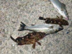 【釣れてます、エビ撒き】南芦屋浜リアルタイム