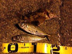 新宮港 アジングでアジ＆ガシラ釣果☆