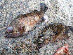 翼港、カンダイリベンジ！！