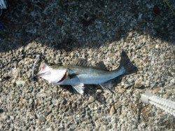 好調なスタート♪泉大津RT（10日・朝）